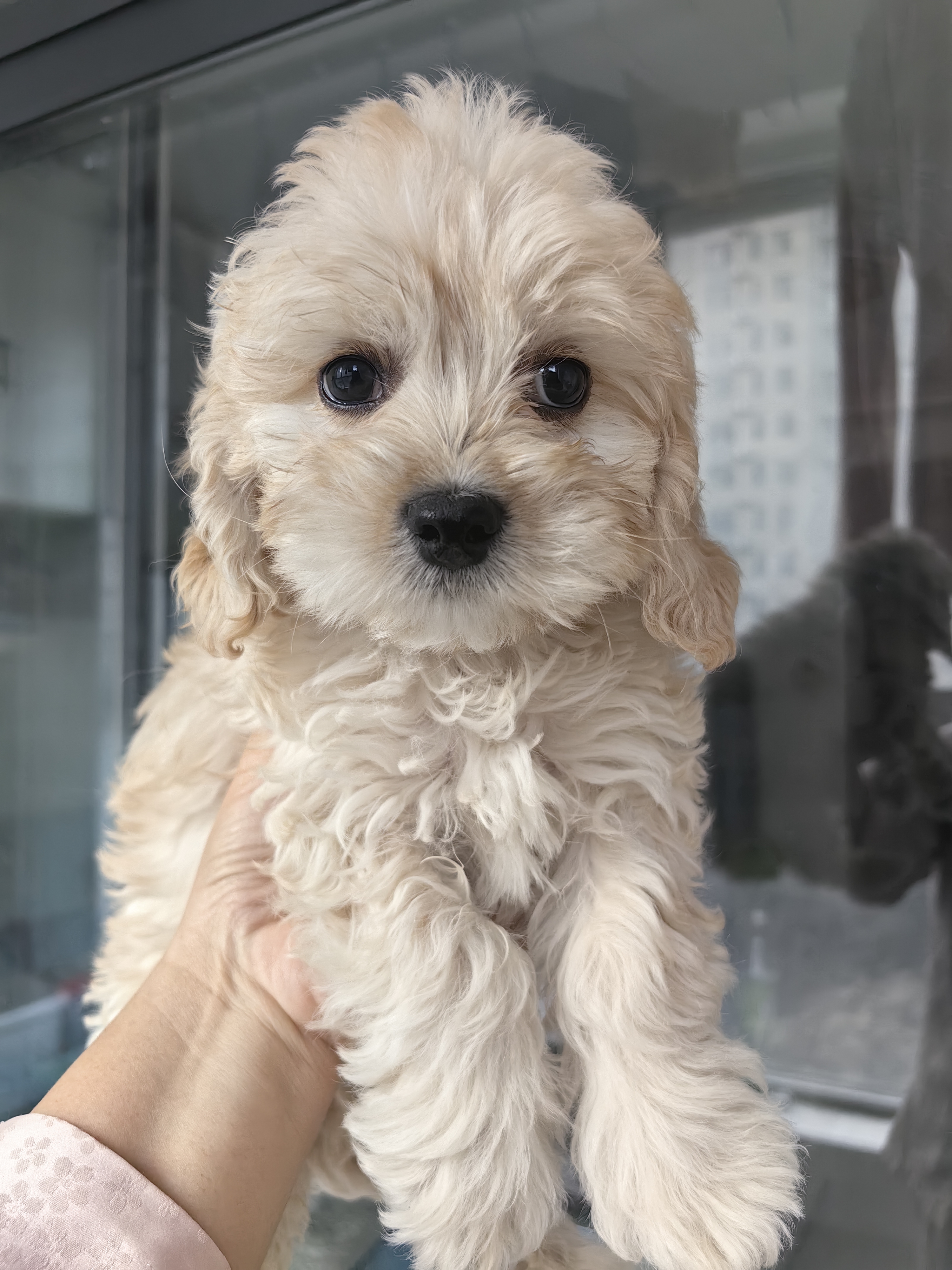 可卡犬